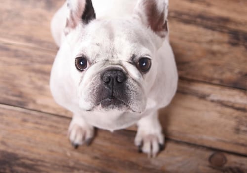 How to Keep Your Hardwood Floors Clean of Dog Hair